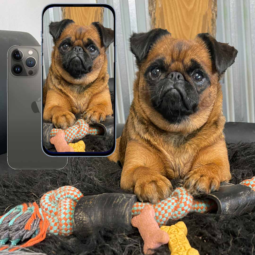 smooth brussels griffon puppy